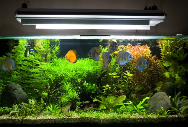 Planejamento e paciência aumentam as chances de sucesso no aquarismo.