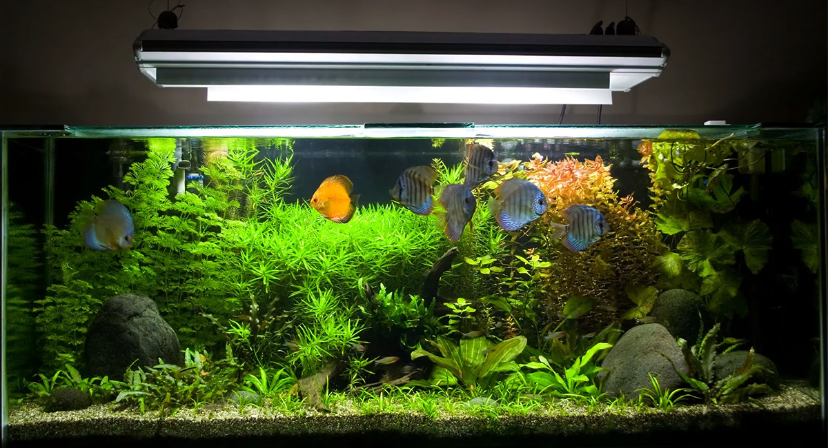 Planejamento e paciência aumentam as chances de sucesso no aquarismo.