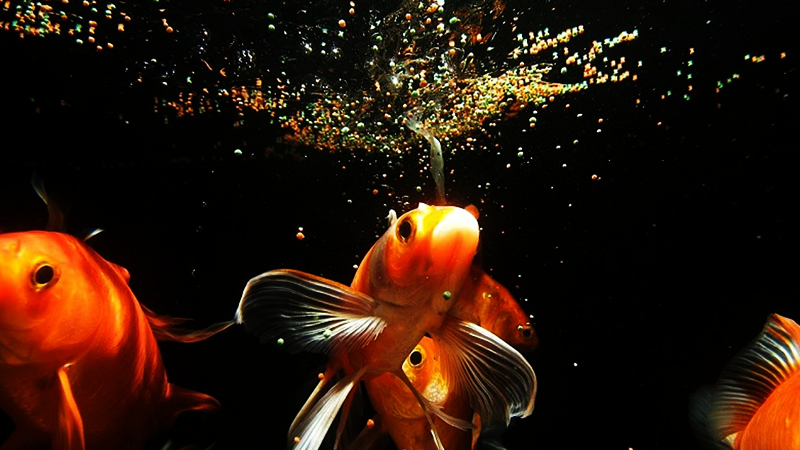 O excesso de ração polui a água rapidamente.