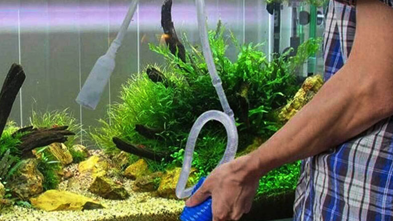 A ciclagem do aquário é indispensável antes de adicionar qualquer peixe.