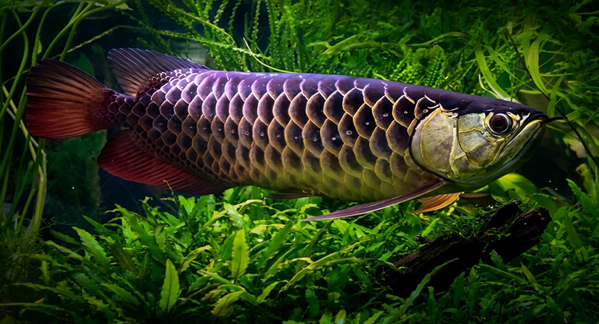 Algumas espécies consideradas extintas foram redescobertas, provando que a natureza ainda reserva grandes surpresas.