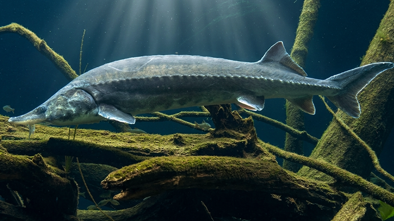 O Esturjão Beluga pode viver por mais de 100 anos e está entre os maiores peixes de água doce do planeta.