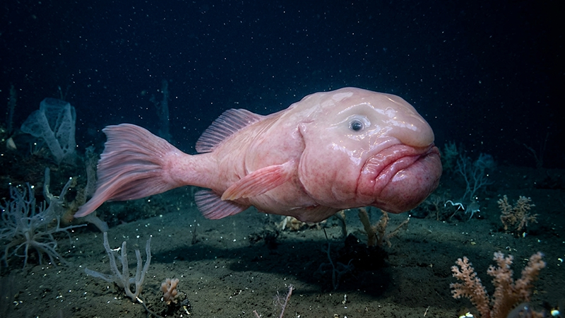 O Peixe-Gota tornou-se famoso por sua aparência incomum e por viver nas profundezas dos oceanos.