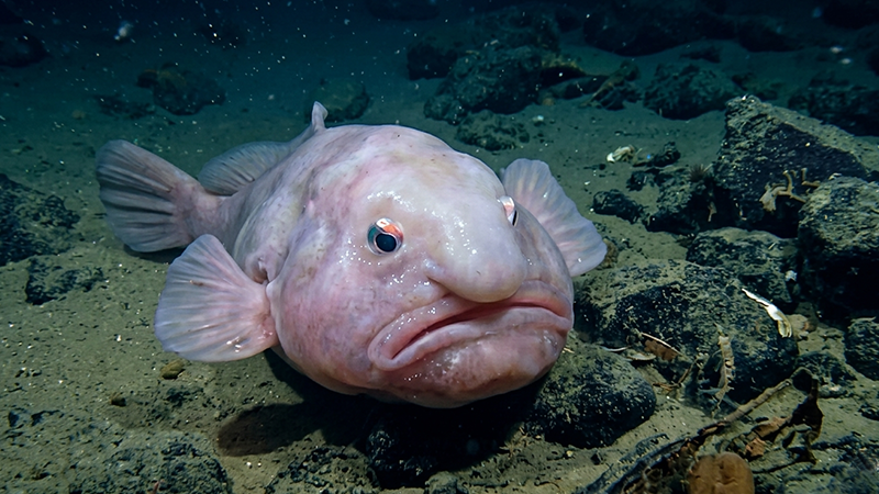 Cada peixe raro possui adaptações extraordinárias que demonstram a incrível diversidade da vida aquática.