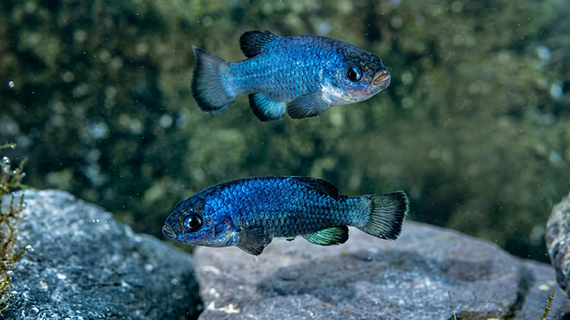 Conhecer os peixes mais raros do mundo ajuda a conscientizar as pessoas sobre a importância da preservação da biodiversidade marinha.