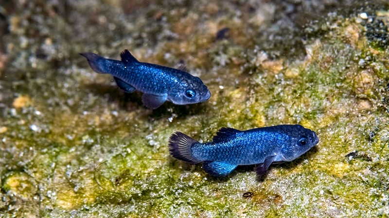 Espécies raras como o Celacanto mostram que os oceanos ainda guardam muitos segredos a serem descobertos.