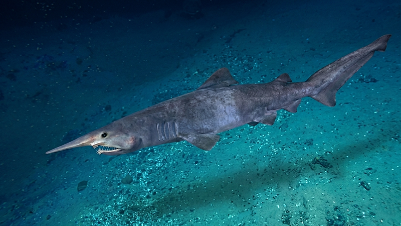 Os peixes mais raros do mundo surpreendem cientistas e apaixonados pela vida aquática com suas características únicas.