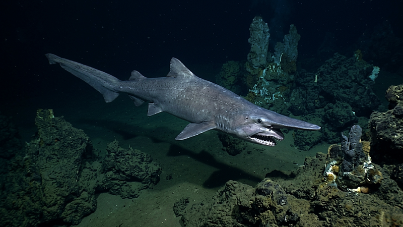 Muitos peixes raros enfrentam riscos de extinção devido à poluição, pesca predatória e destruição de habitats.