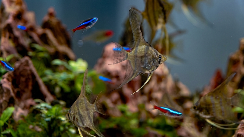 Cardume de tetras neon e corydoras convivendo em aquário comunitário de água doce