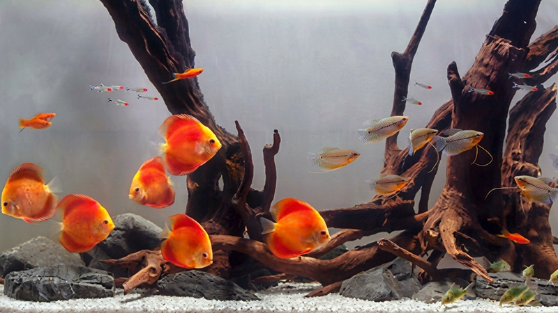 Aquário estilo Nature Aquarium com rochas iwagumi, carpete e iluminação LED de alta intensidade