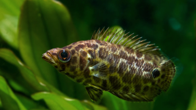 Aquarista realizando troca parcial de água em aquário com mangueira sifão e balde