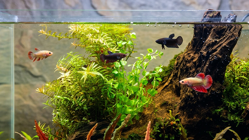 Cardume de tetras neon e corydoras convivendo em aquário comunitário de água doce
