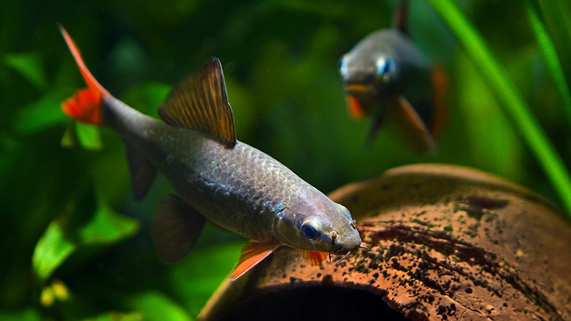 Aquarista realizando troca parcial de água em aquário com mangueira sifão e balde