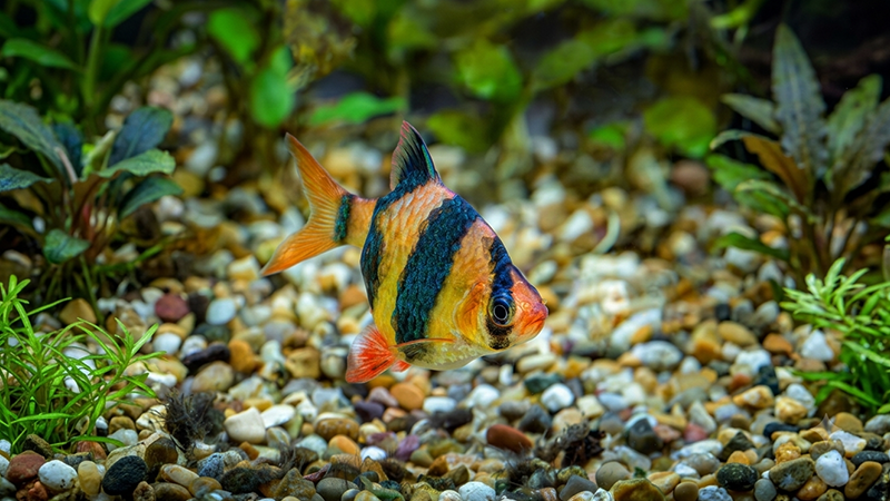 Conhecer o tamanho adulto dos peixes evita surpresas e garante mais conforto aos habitantes.
