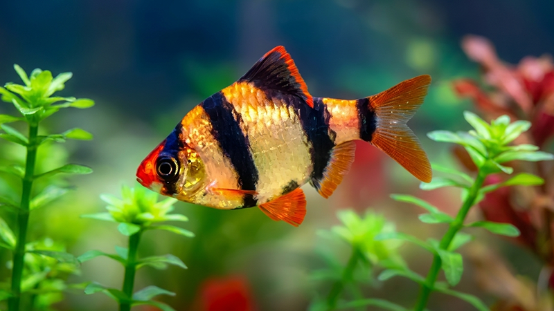 Peixes compatíveis convivem melhor e contribuem para um ambiente mais harmonioso.