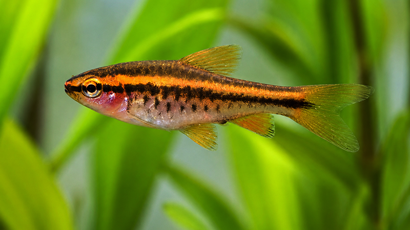 Parâmetros adequados de água são fundamentais para a saúde dos peixes ornamentais.