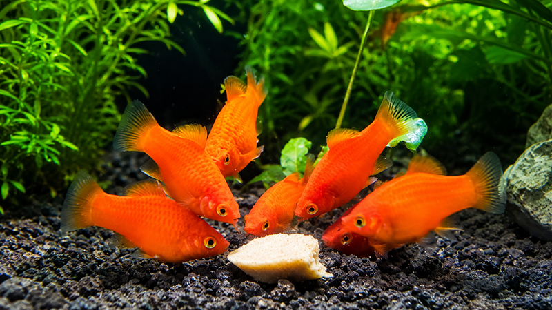 Ração comercial premium para peixes em recipiente