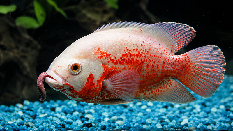 Tanque-rede de piscicultura comercial em criação de peixes
