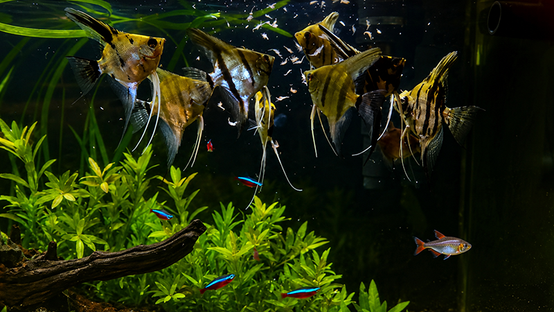 Peixe ornamental colorido nadando em aquário bem cuidado