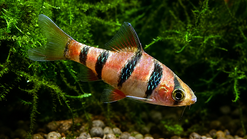 Peixe Barbus pentazona pentazona com coloração dourada e nadadeiras avermelhadas.
