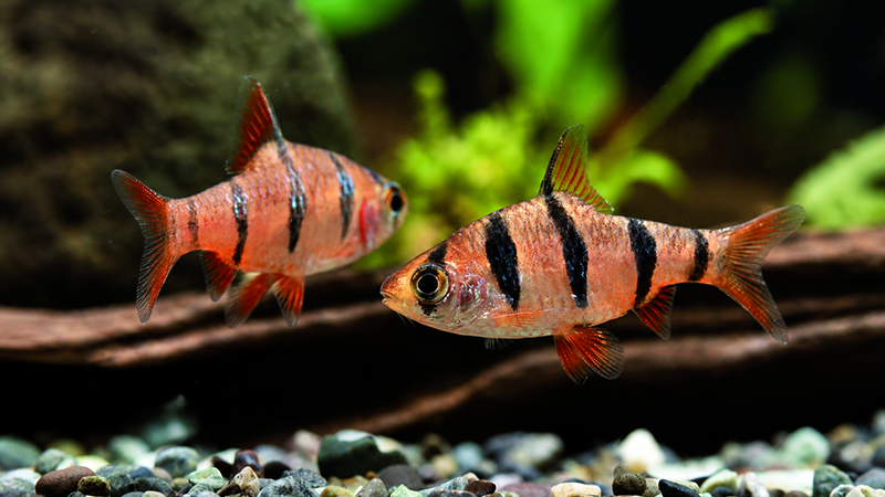 Aquário comunitário com Barbus pentazona pentazona, tetras e corydoras convivendo pacificamente.