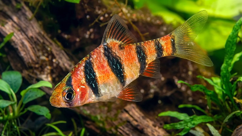 Barbus pentazona pentazona em habitat semelhante aos riachos tropicais do Sudeste Asiático.
