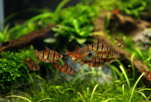 Barbus pentazona pentazona exibindo comportamento tranquilo em aquário plantado tropical.