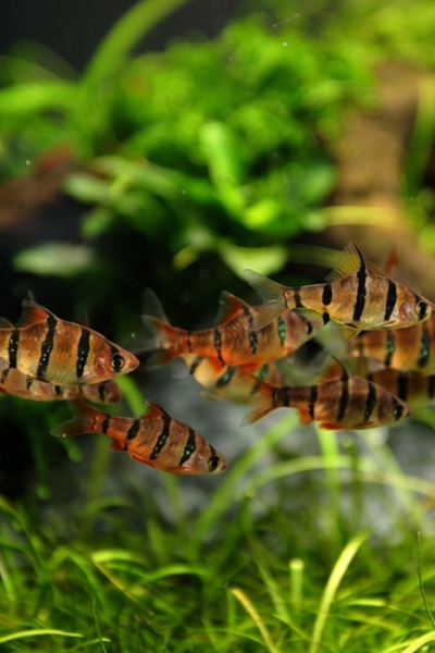 Barbus pentazona pentazona exibindo comportamento tranquilo em aquário plantado tropical.