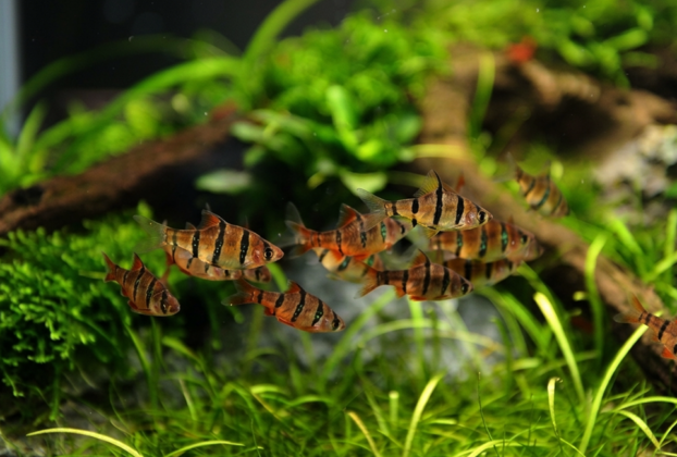 Barbus pentazona pentazona exibindo comportamento tranquilo em aquário plantado tropical.