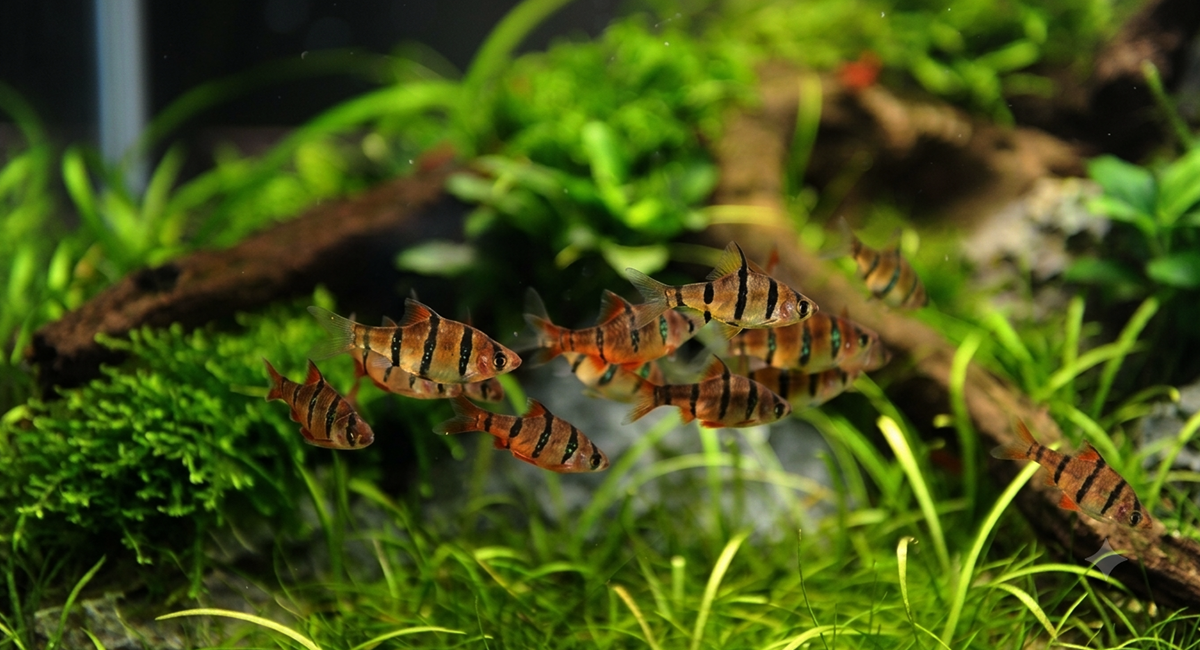 Barbus pentazona pentazona exibindo comportamento tranquilo em aquário plantado tropical.