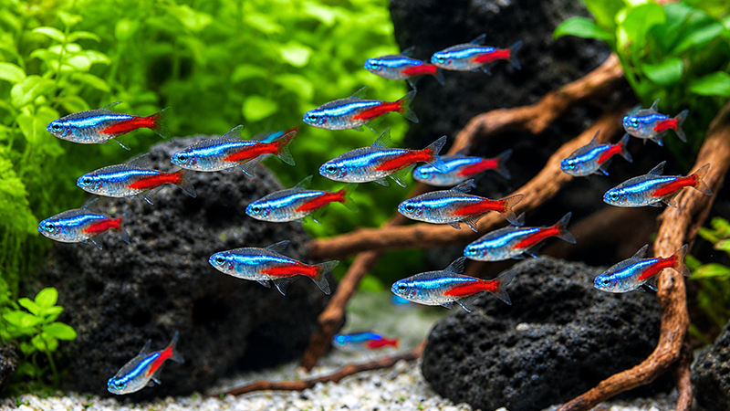 Escolher os peixes certos é o primeiro passo para criar um aquário saudável e equilibrado.