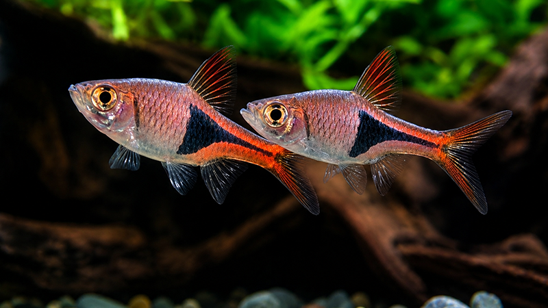 A compatibilidade entre espécies ajuda a evitar conflitos e melhora o bem-estar dos peixes.