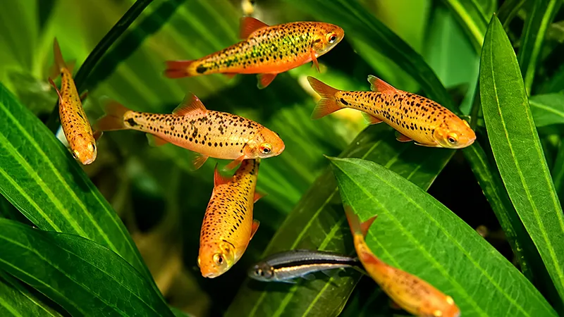 Barbus sachsi com coloração dourada e nadadeiras alaranjadas.