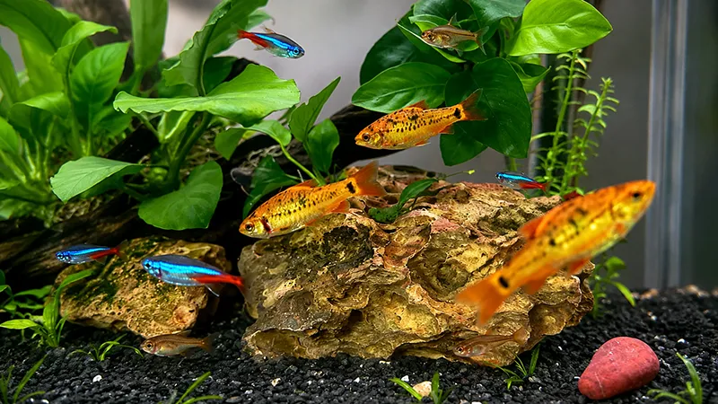 Barbus sachsi em aquário com troncos e plantas naturais.