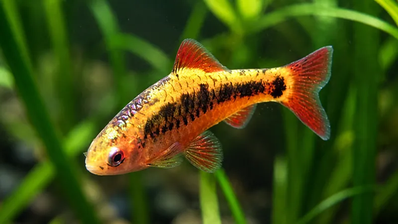 Peixe ornamental Barbus sachsi em aquário comunitário.