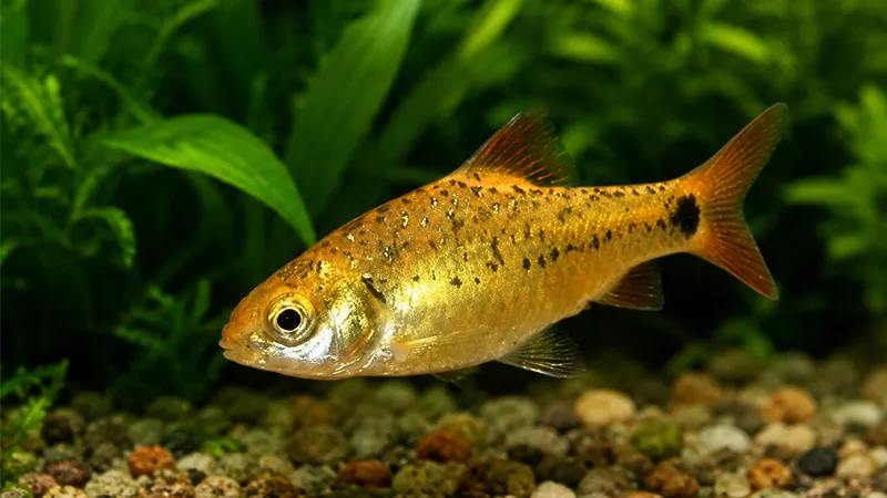 Barbus sachsi adulto exibindo sua coloração característica.