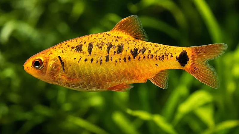 Peixe Barbus sachsi em ambiente com plantas aquáticas.