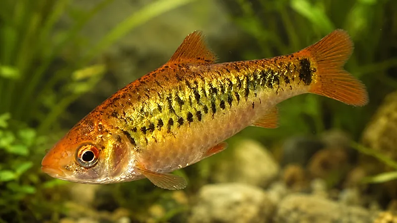 Barbus sachsi saudável em aquário com água limpa.
