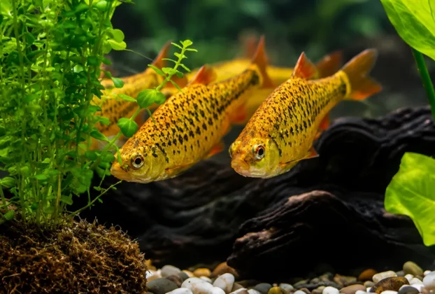 Barbus sachsi com corpo dourado em aquário de água doce.