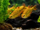 Barbus sachsi nadando em aquário de água doce com plantas naturais e iluminação suave.