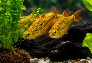 Barbus sachsi nadando em aquário de água doce com plantas naturais e iluminação suave.