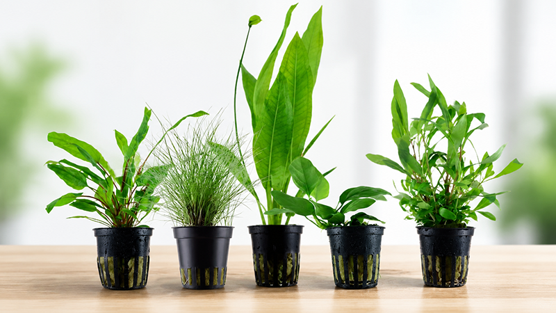 Aquário plantado com Anubias e Samambaia de Java, ideal para iniciantes no aquarismo.