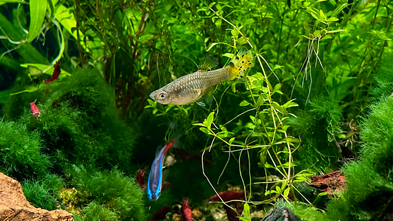 Plantas aquáticas fáceis de cuidar ajudam a criar um aquário saudável e equilibrado.