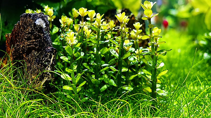 Anubias resistente crescendo em tronco natural dentro de um aquário de água doce.