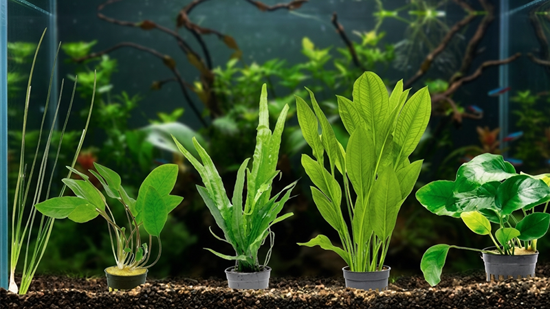 Espada Amazônica destacando-se como planta principal em aquário de água doce.