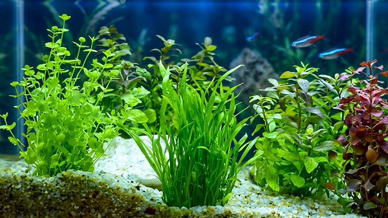 Plantas aquáticas naturais auxiliando no controle de algas e na qualidade da água.