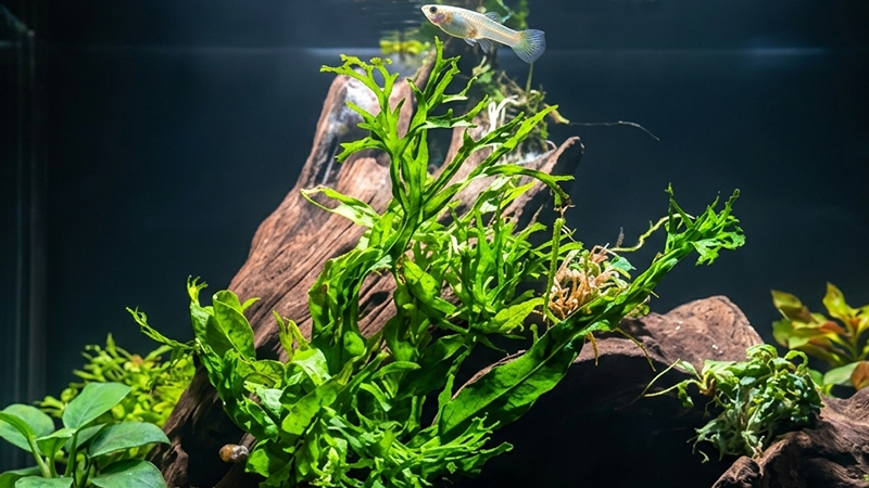 Aquário low-tech com plantas que crescem sem sistema de CO₂.