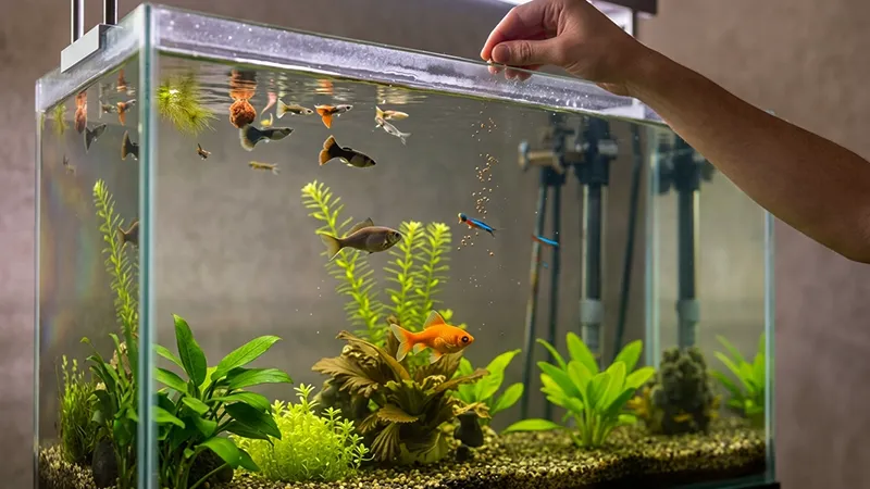 Peixes carnívoros, herbívoros e onívoros possuem necessidades diferentes.