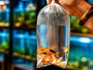 Como identificar peixes saudáveis antes da compra