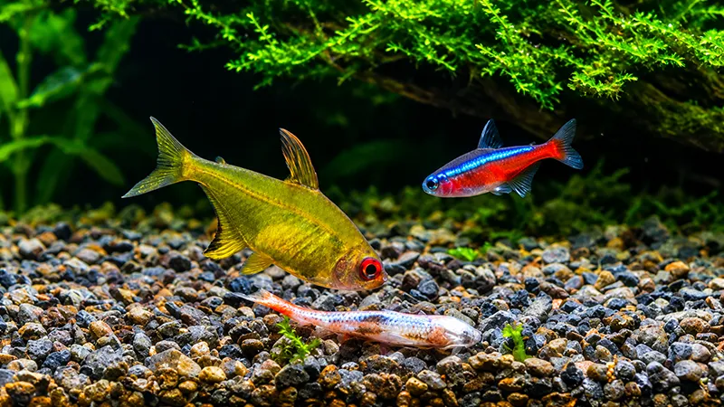 Peixe ornamental saudável nadando em aquário